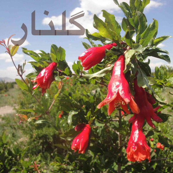 Golnar - Shahram Malekzadeh